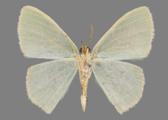 AZ26-0181V